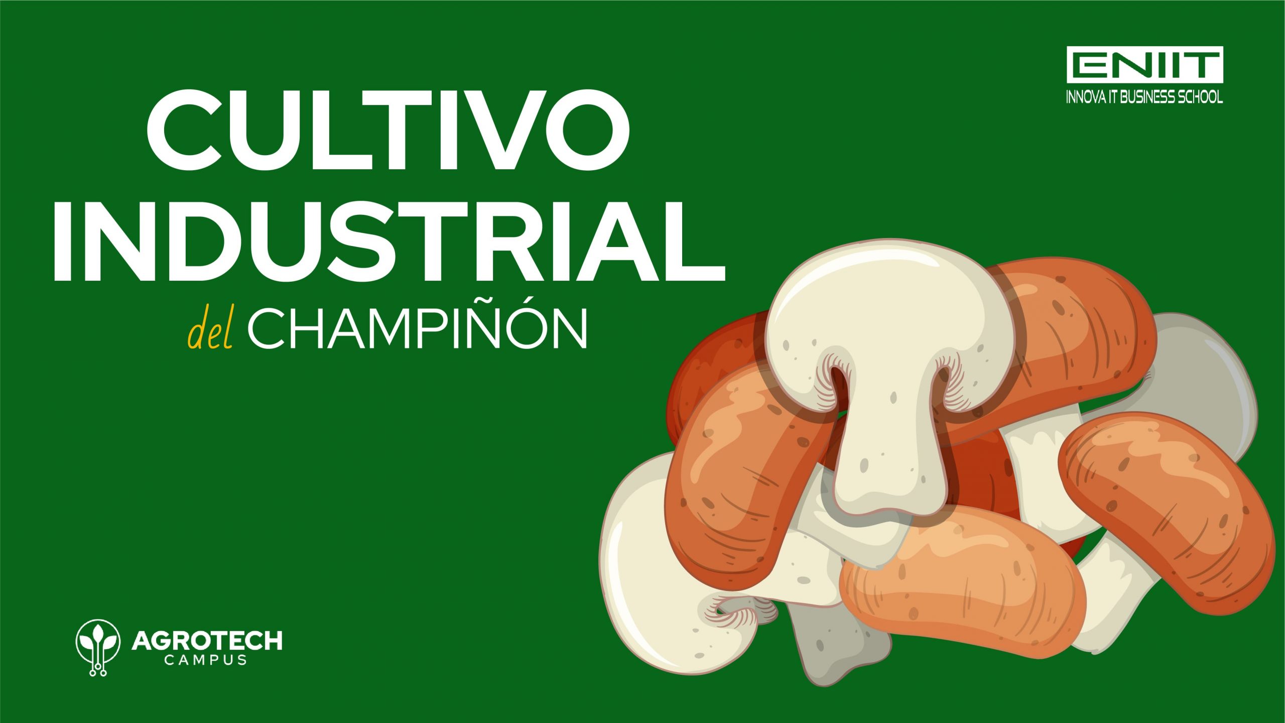 Cultivo Industrial del Champiñón