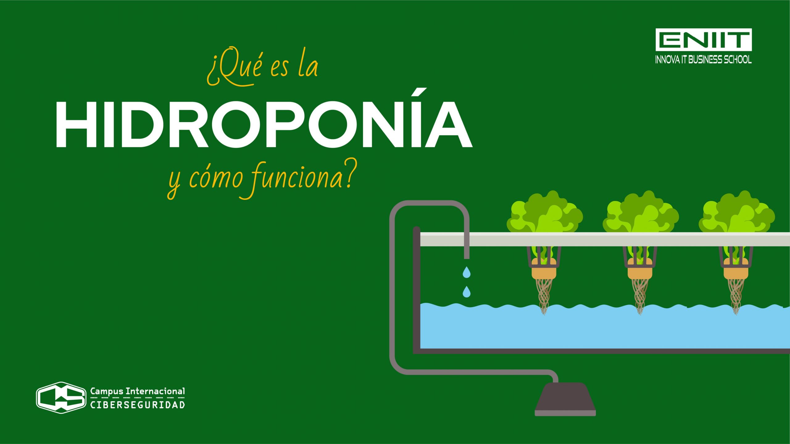 ¿Qué es la hidroponía y cómo funciona?