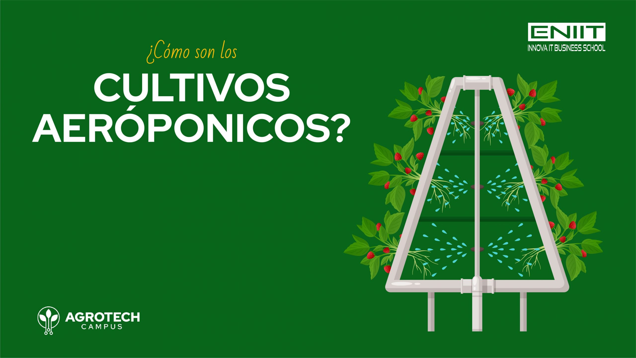 Qué son los cultivos aeropónicos