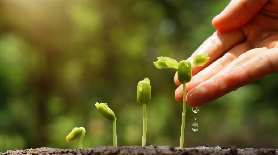 biofertilizante